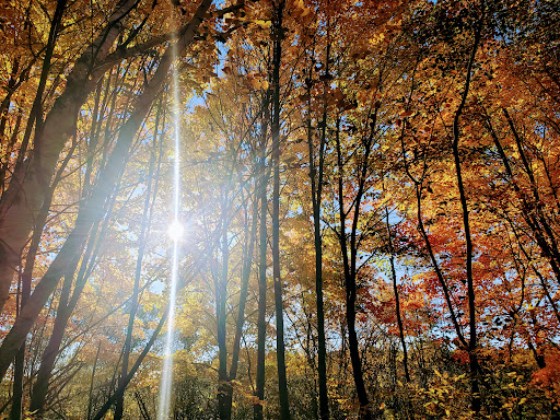 Photo of Laurier Woods Conservation Area - Brule St, North Bay, ON P1A 3Z5
